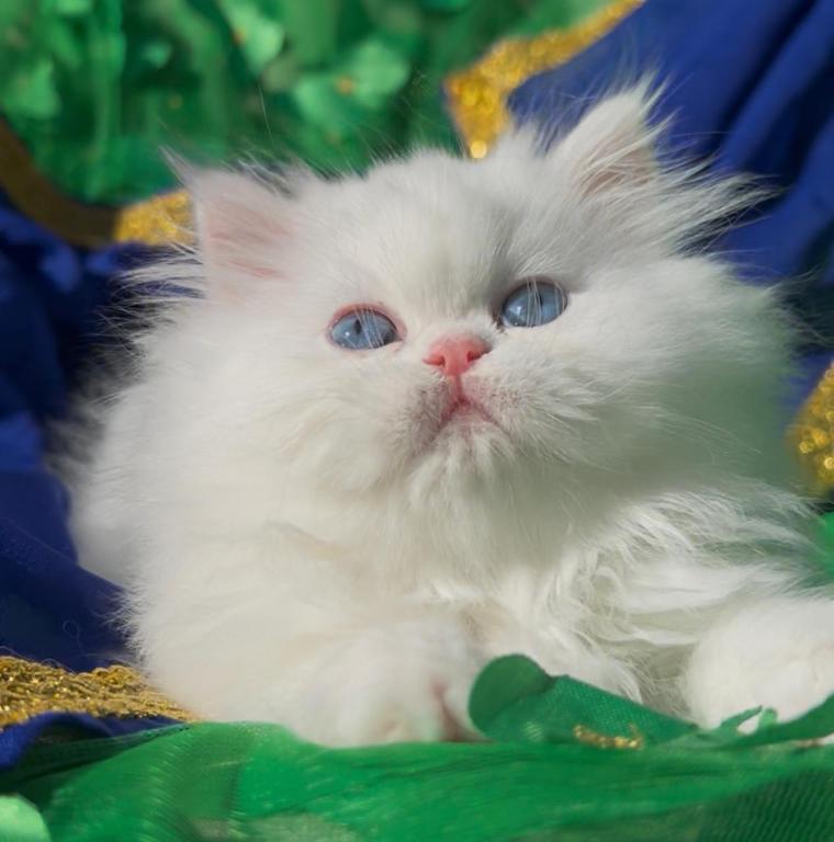 Beautiful Persian Dollface White Male Blue Eyes photo 1