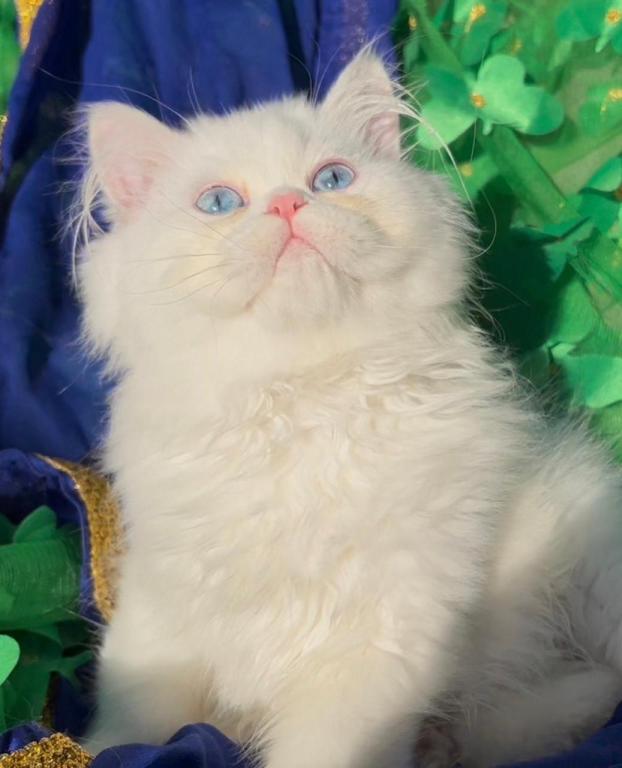Beautiful Persian Dollface White Male Blue Eyes photo 3