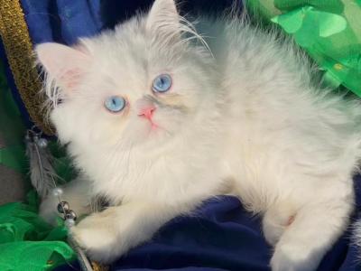 Beautiful Persian Dollface White Male Blue Eyes photo 4