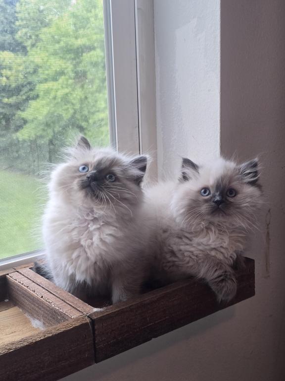 Milo And Willows photo 1