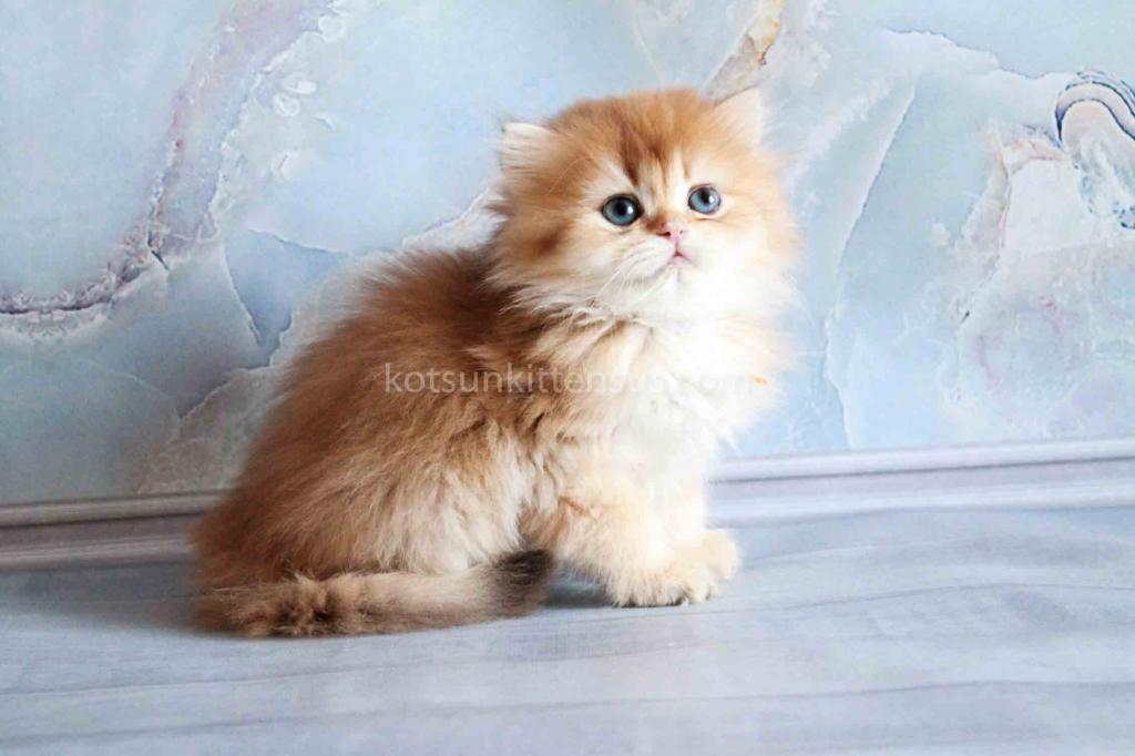 Zimfira Chocolate Golden Chinchilla Baby Girl photo 12