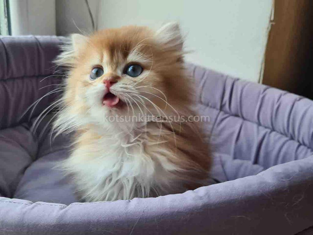 Zimfira Chocolate Golden Chinchilla Baby Girl photo 4