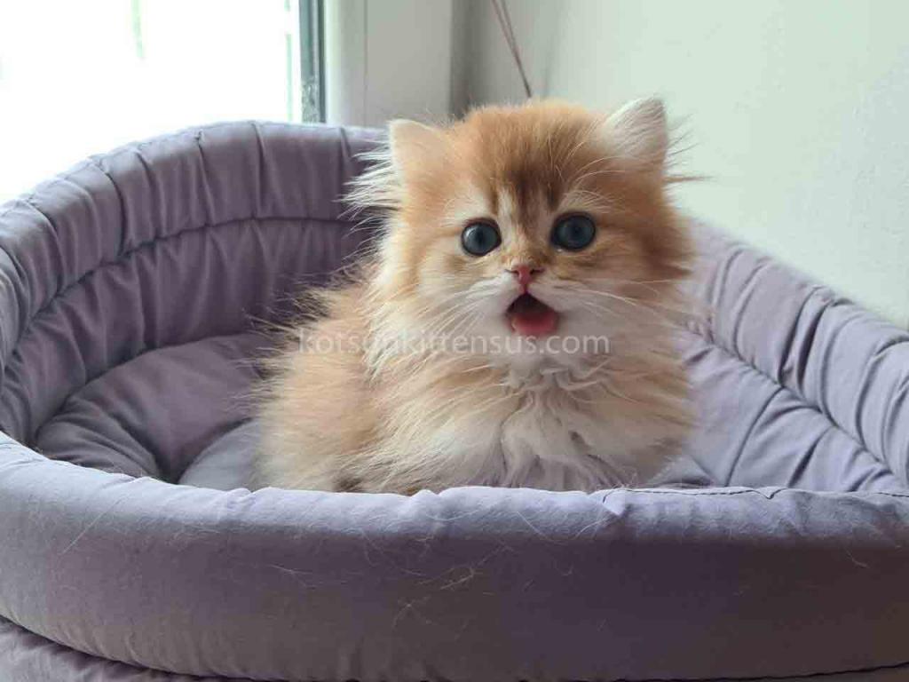 Zimfira Chocolate Golden Chinchilla Baby Girl photo 3