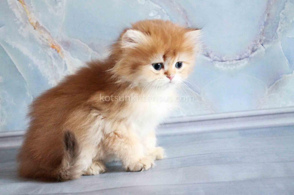 Zimfira Chocolate Golden Chinchilla Baby Girl photo 11