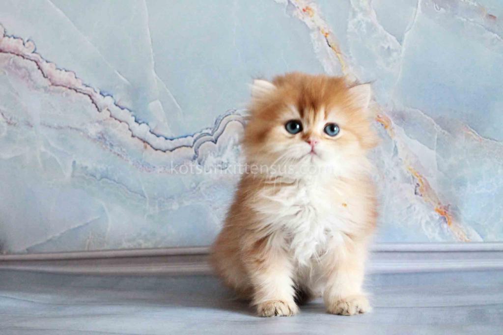 Zimfira Chocolate Golden Chinchilla Baby Girl photo 14