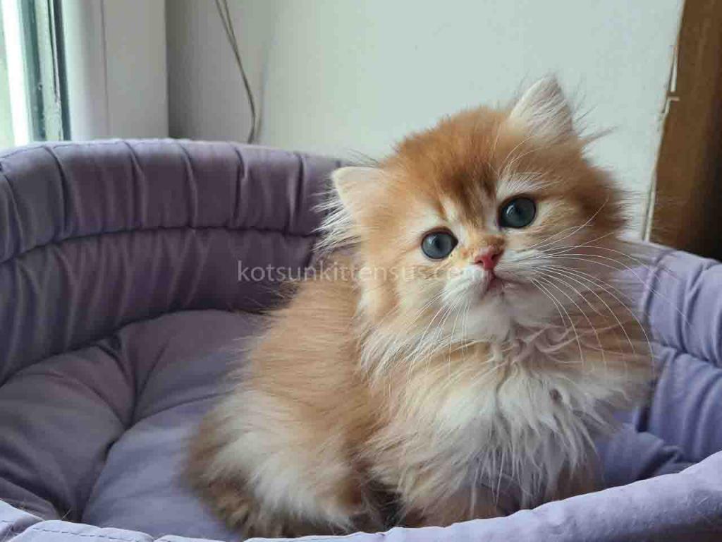 Zimfira Chocolate Golden Chinchilla Baby Girl photo 5