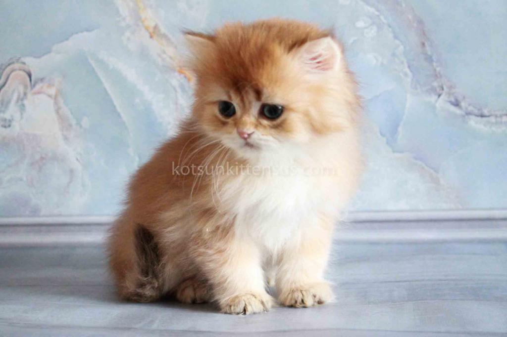Zimfira Chocolate Golden Chinchilla Baby Girl photo 10