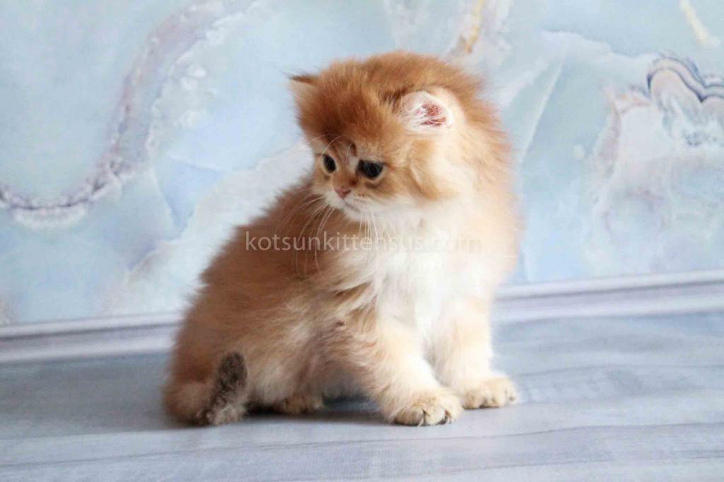 Zimfira Chocolate Golden Chinchilla Baby Girl photo 7