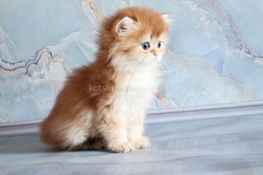 Zimfira Chocolate Golden Chinchilla Baby Girl photo 13