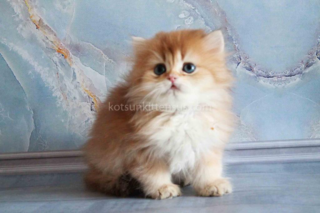 Zimfira Chocolate Golden Chinchilla Baby Girl photo 16