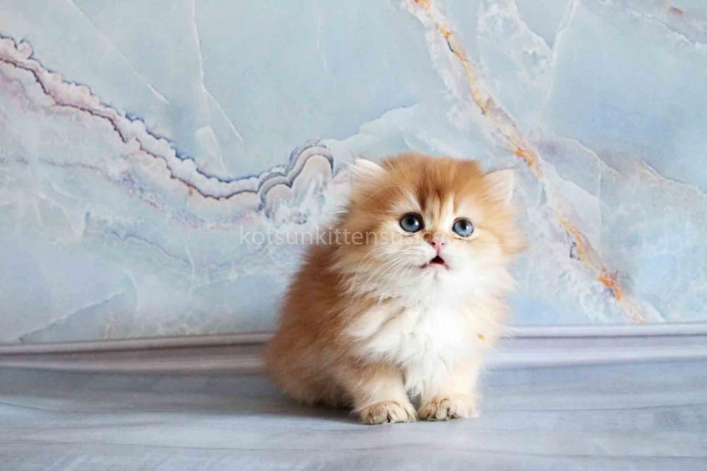 Zimfira Chocolate Golden Chinchilla Baby Girl photo 17