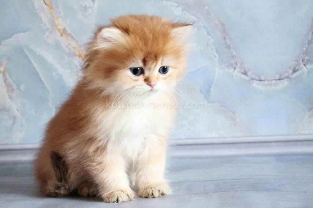 Zimfira Chocolate Golden Chinchilla Baby Girl photo 9