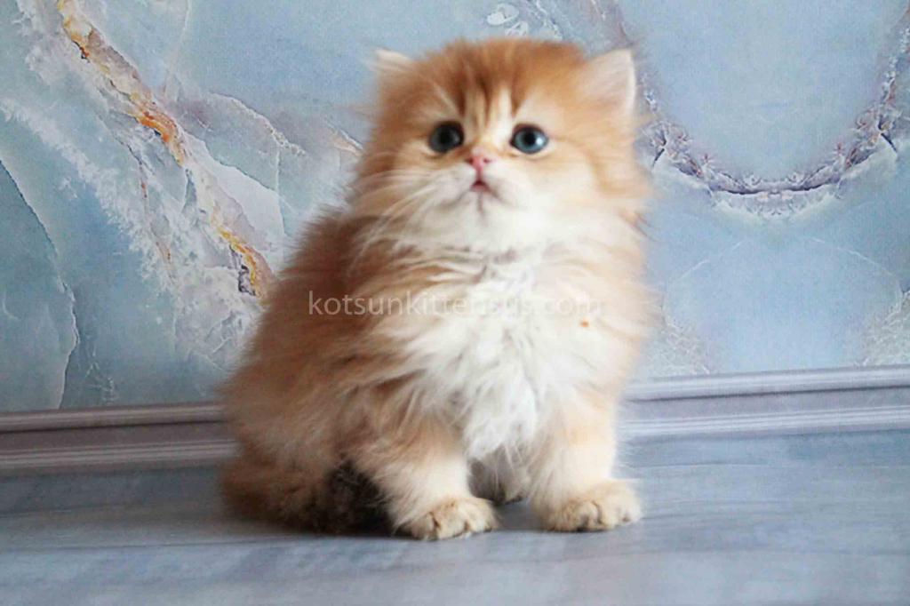 Zimfira Chocolate Golden Chinchilla Baby Girl photo 15