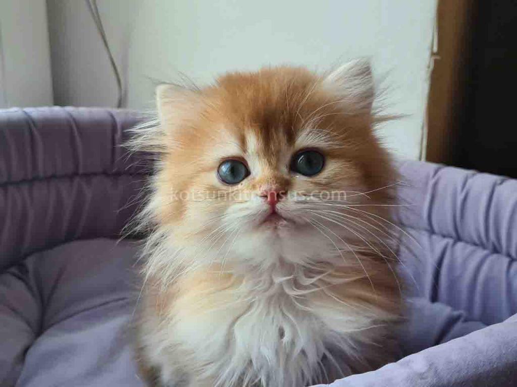 Zimfira Chocolate Golden Chinchilla Baby Girl photo 1