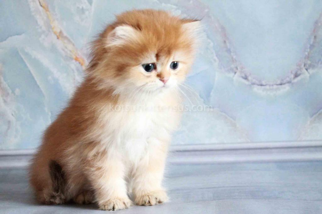 Zimfira Chocolate Golden Chinchilla Baby Girl photo 8