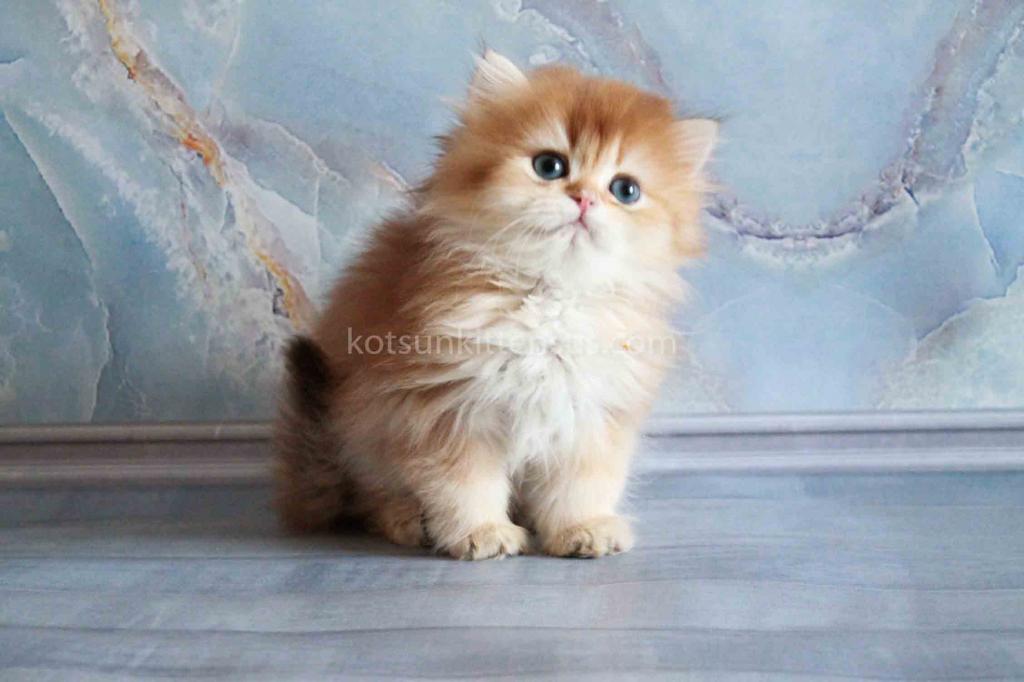 Zimfira Chocolate Golden Chinchilla Baby Girl photo 6