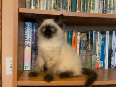 Rebeccas Ragdolls photo 2
