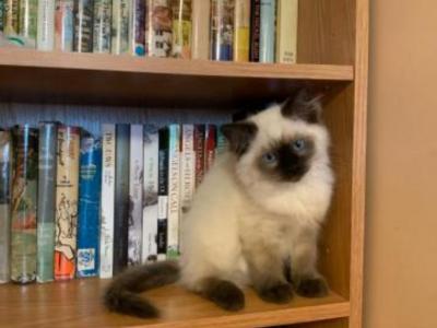 Rebeccas Ragdolls photo 1