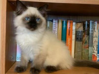 Rebeccas Ragdolls photo 3