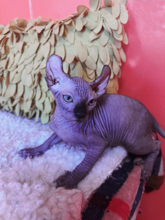 Sphynx Male photo 1