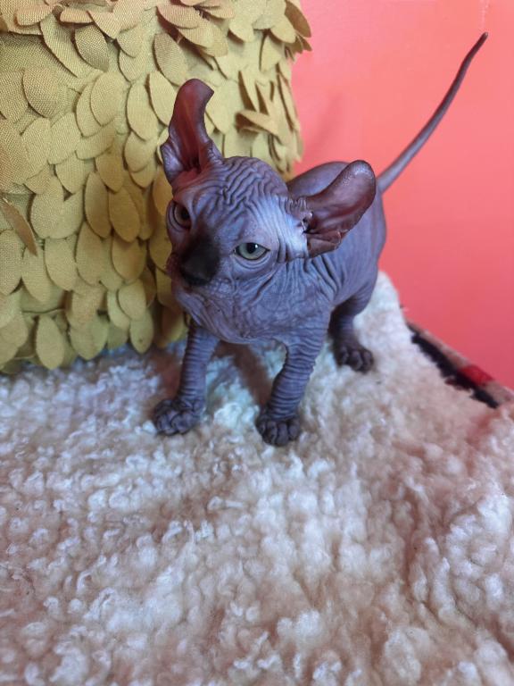 Sphynx Male photo 2