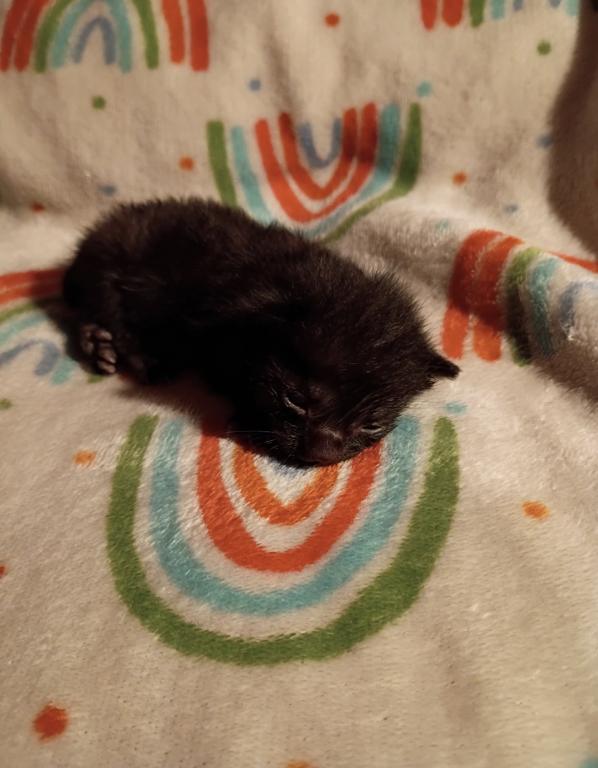 Precious Litter photo 2
