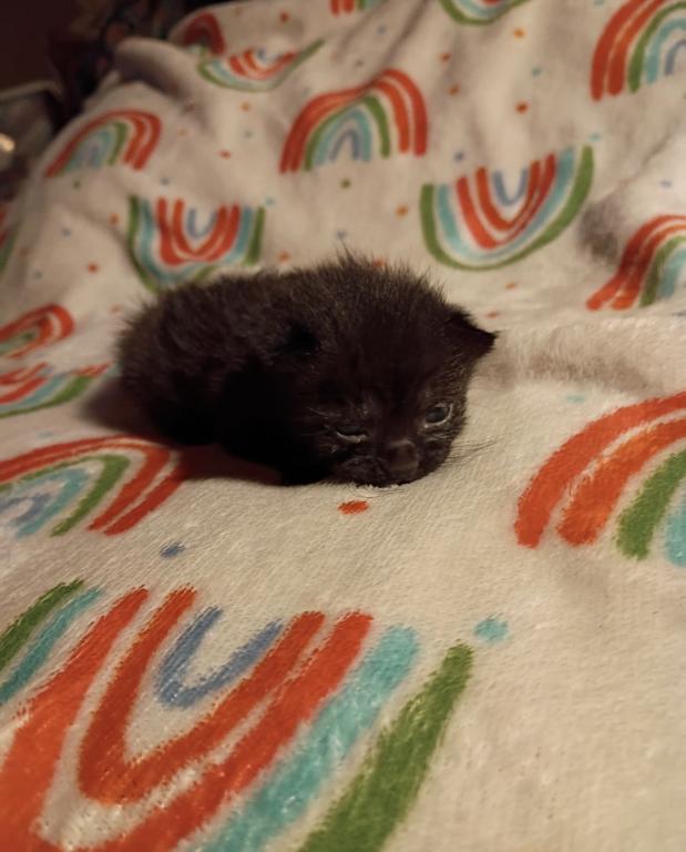 Precious Litter photo 5