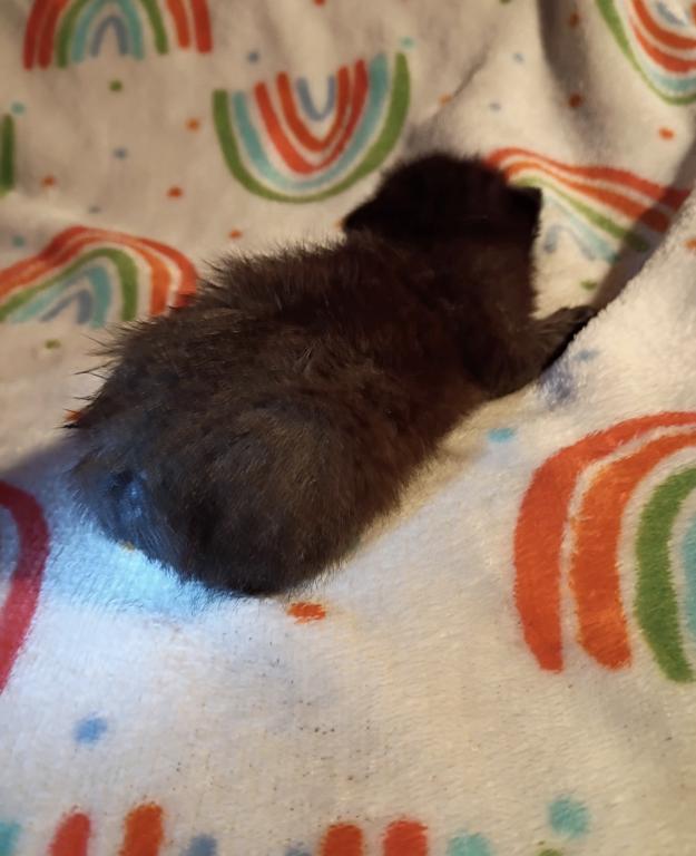 Precious Litter photo 3