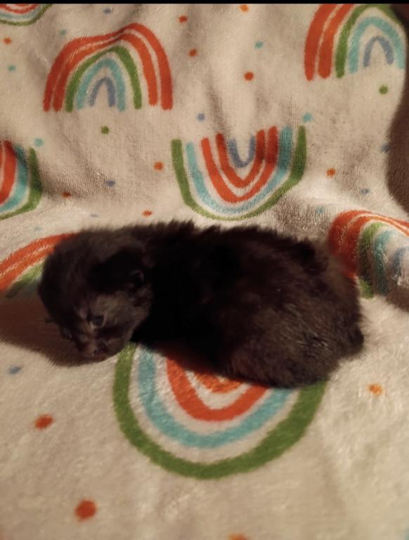 Precious Litter photo 1