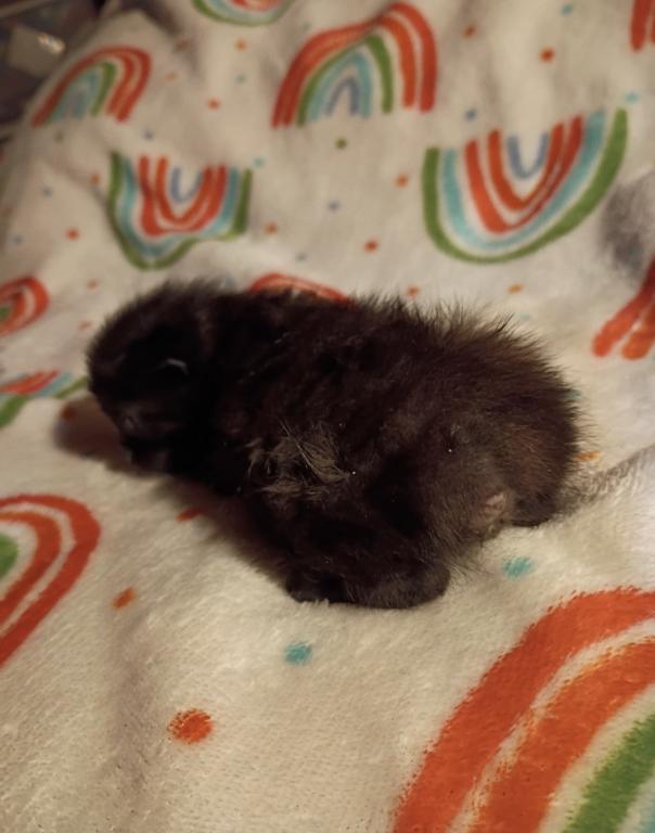 Precious Litter photo 4