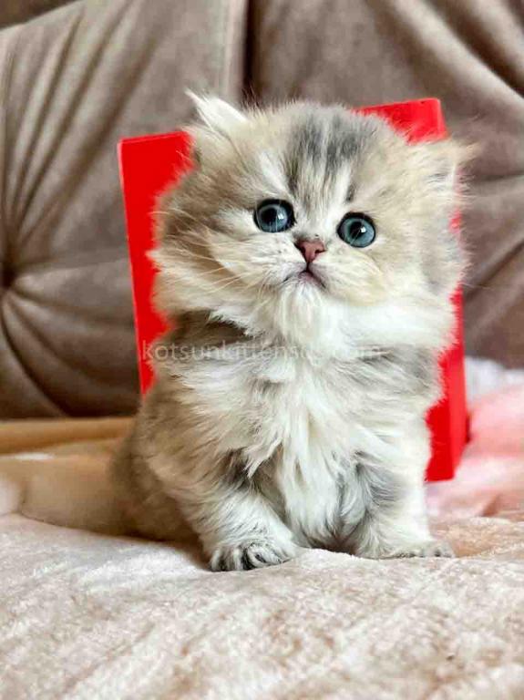 Kristy Blue Golden Chinchilla British Longhair photo 19
