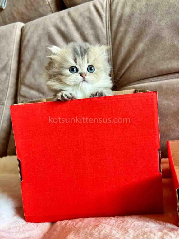 Kristy Blue Golden Chinchilla British Longhair photo 4