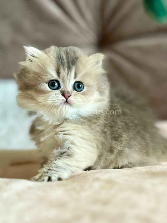Kristy Blue Golden Chinchilla British Longhair photo 14