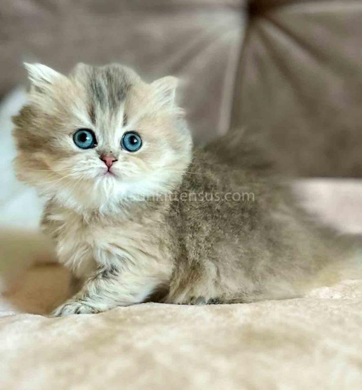 Kristy Blue Golden Chinchilla British Longhair photo 13