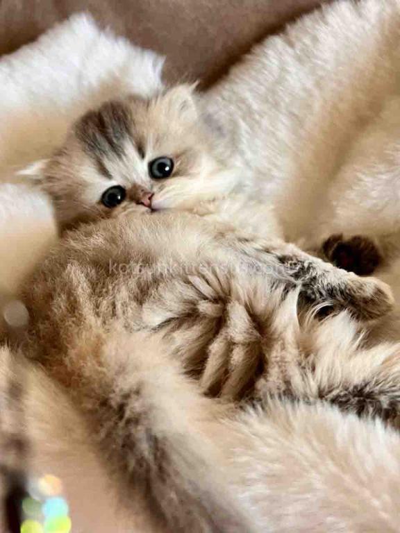 Kristy Blue Golden Chinchilla British Longhair photo 15