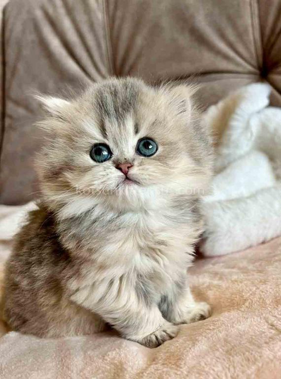 Kristy Blue Golden Chinchilla British Longhair photo 20