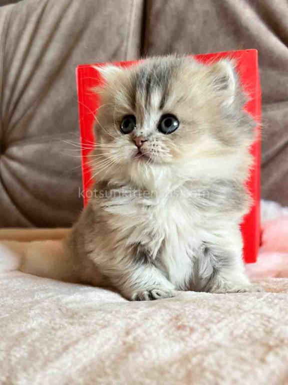 Kristy Blue Golden Chinchilla British Longhair photo 17