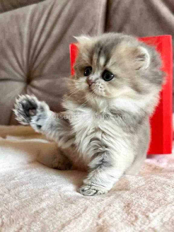 Kristy Blue Golden Chinchilla British Longhair photo 18