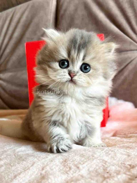 Kristy Blue Golden Chinchilla British Longhair photo 1