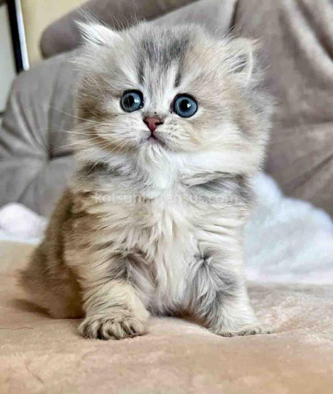 Kristy Blue Golden Chinchilla British Longhair photo 7
