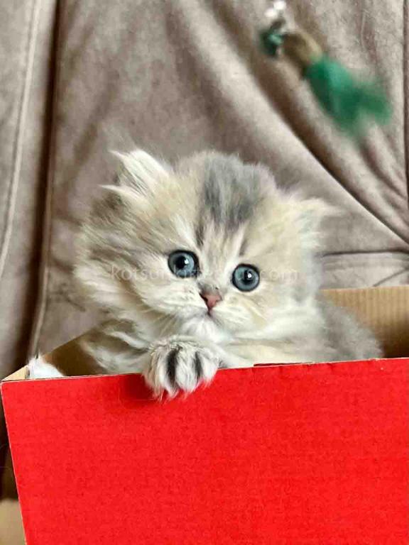 Kristy Blue Golden Chinchilla British Longhair photo 6