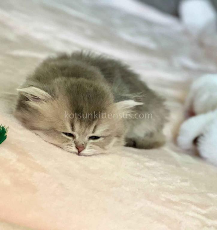 Kristy Blue Golden Chinchilla British Longhair photo 3