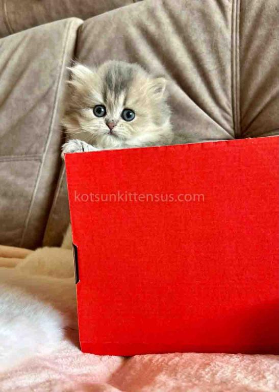 Kristy Blue Golden Chinchilla British Longhair photo 5