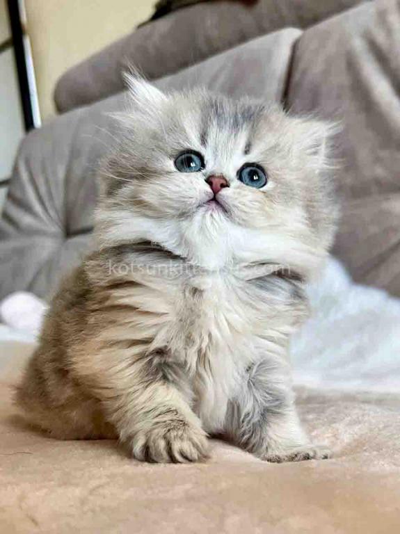 Kristy Blue Golden Chinchilla British Longhair photo 10