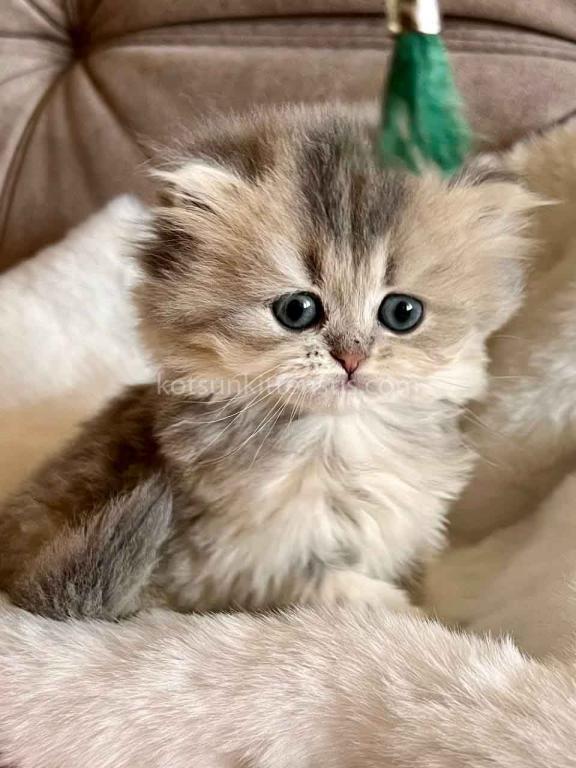 Kristy Blue Golden Chinchilla British Longhair photo 2