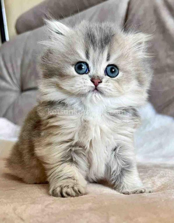 Kristy Blue Golden Chinchilla British Longhair photo 11
