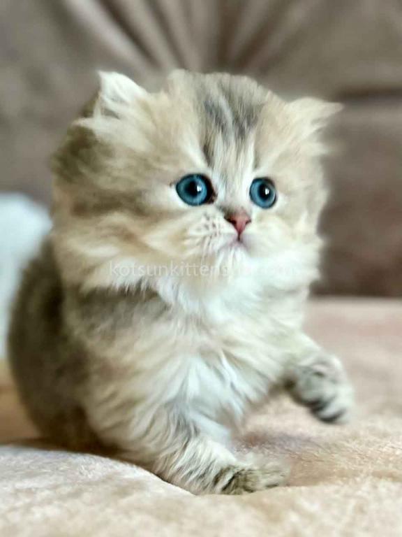 Kristy Blue Golden Chinchilla British Longhair photo 9