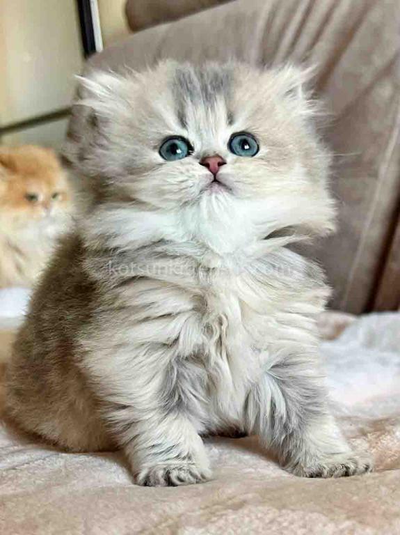 Kristy Blue Golden Chinchilla British Longhair photo 8
