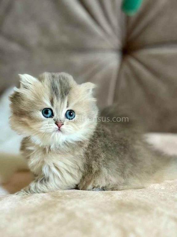 Kristy Blue Golden Chinchilla British Longhair photo 12