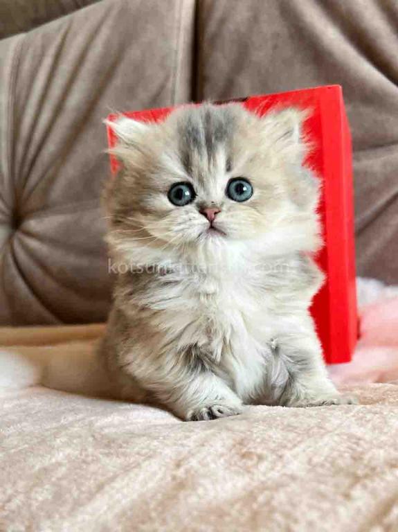 Kristy Blue Golden Chinchilla British Longhair photo 16